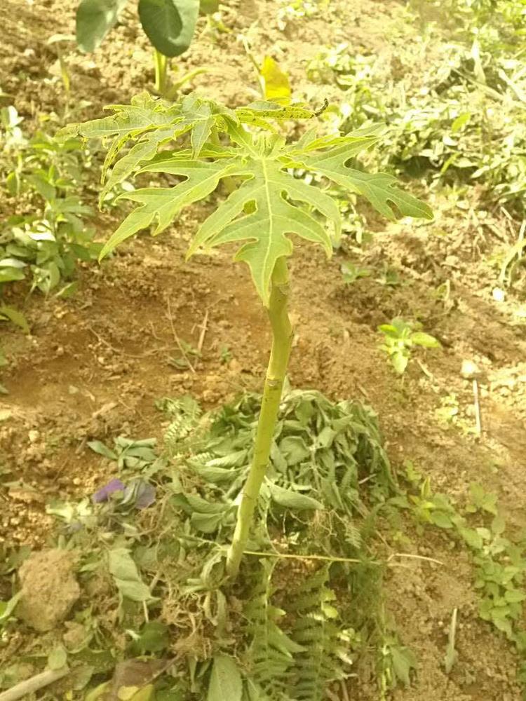 tree image