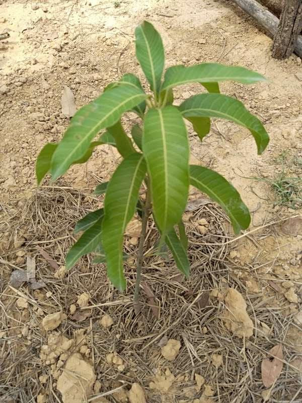 tree image