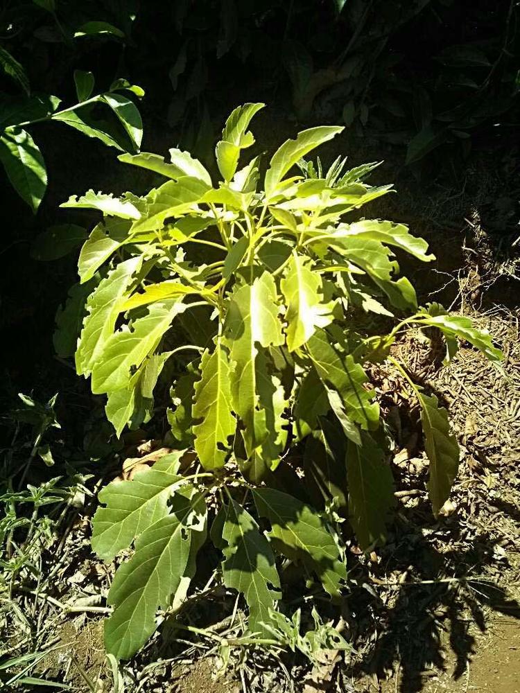 tree image