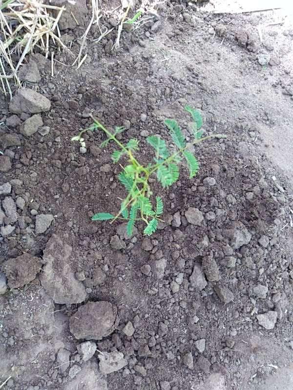 tree image