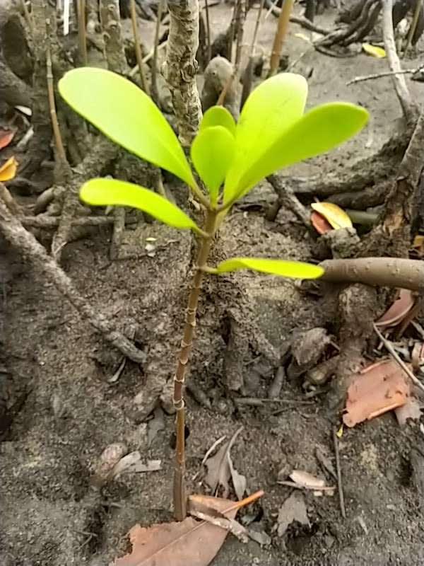 tree image