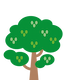 White Mulberry
