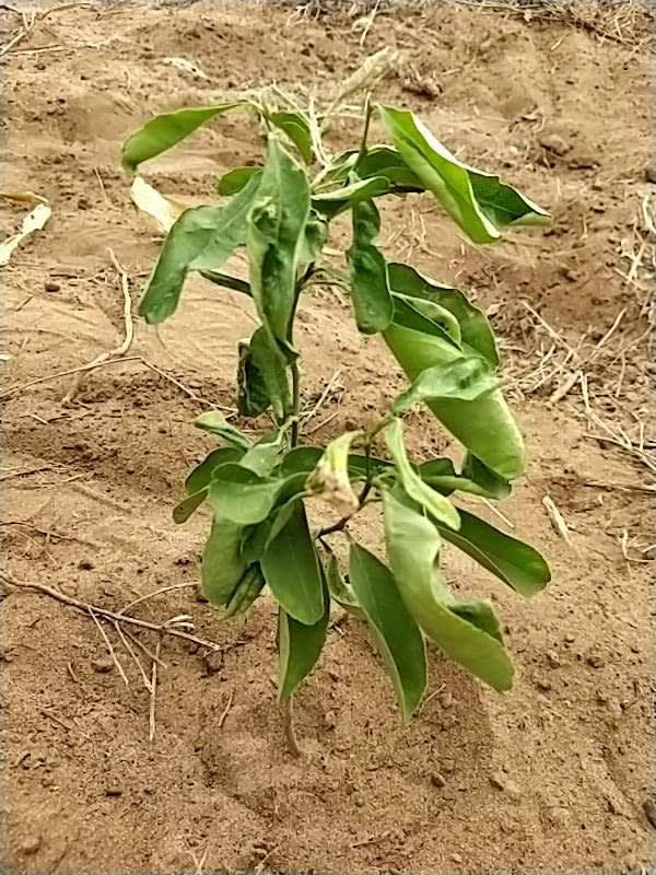 tree image