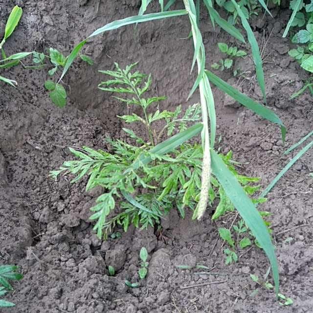 tree image