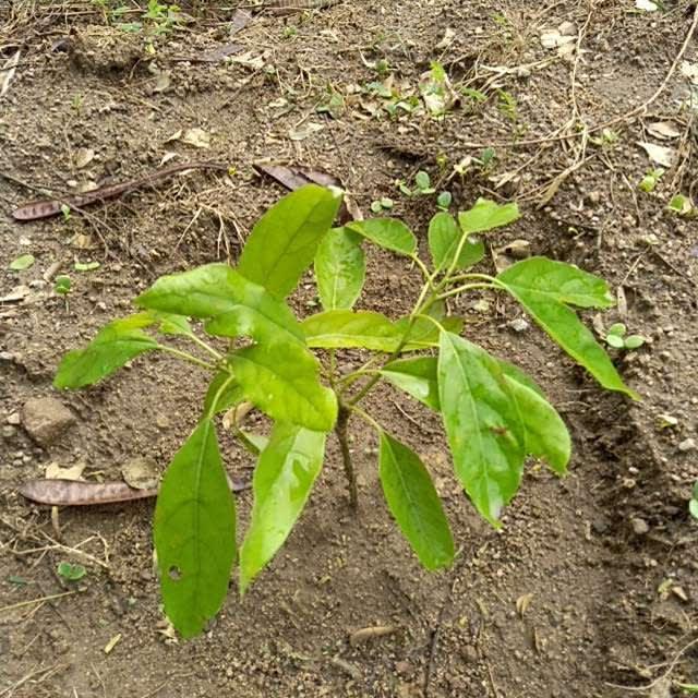 tree image