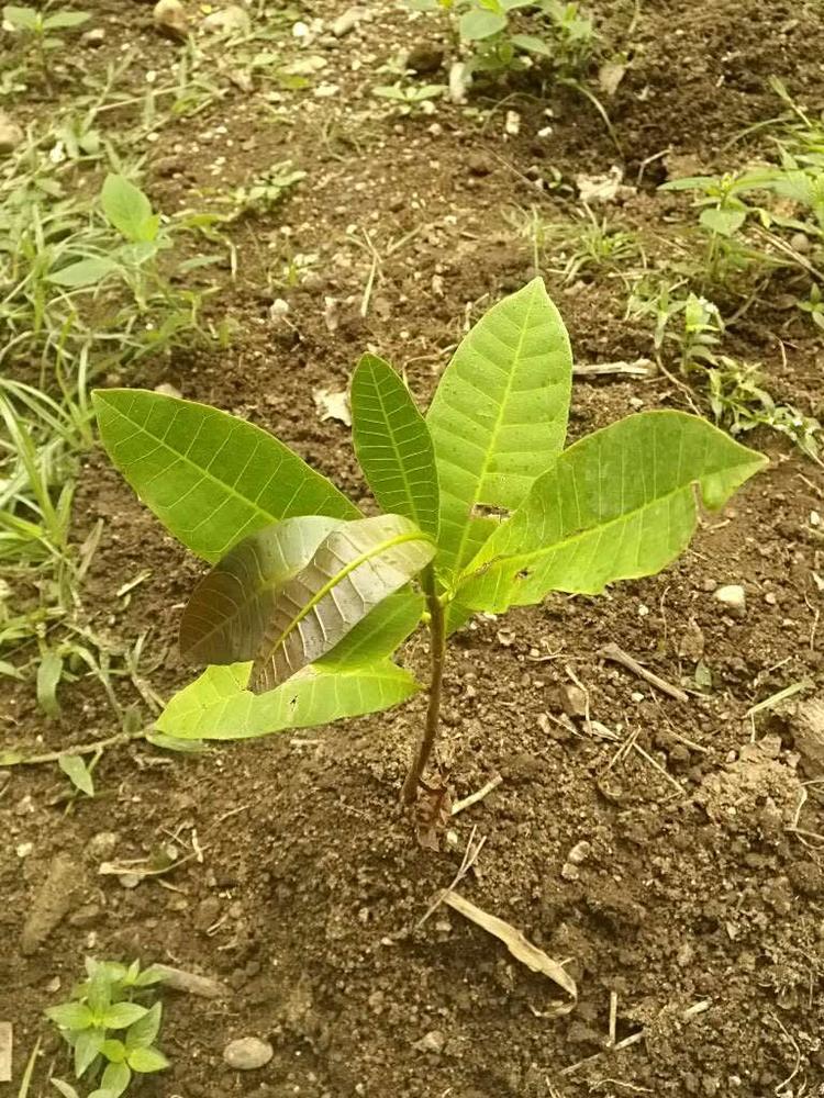 tree image