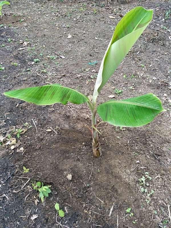 tree image