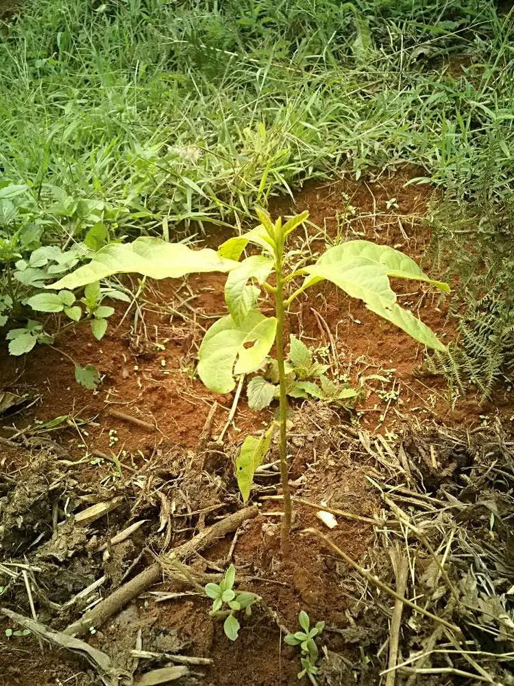 tree image
