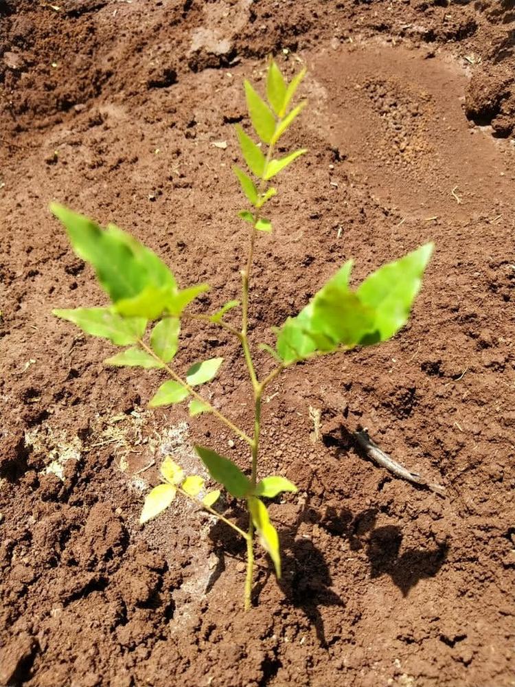 tree image