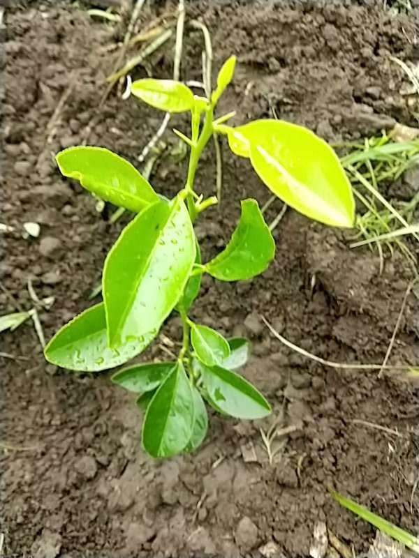 tree image