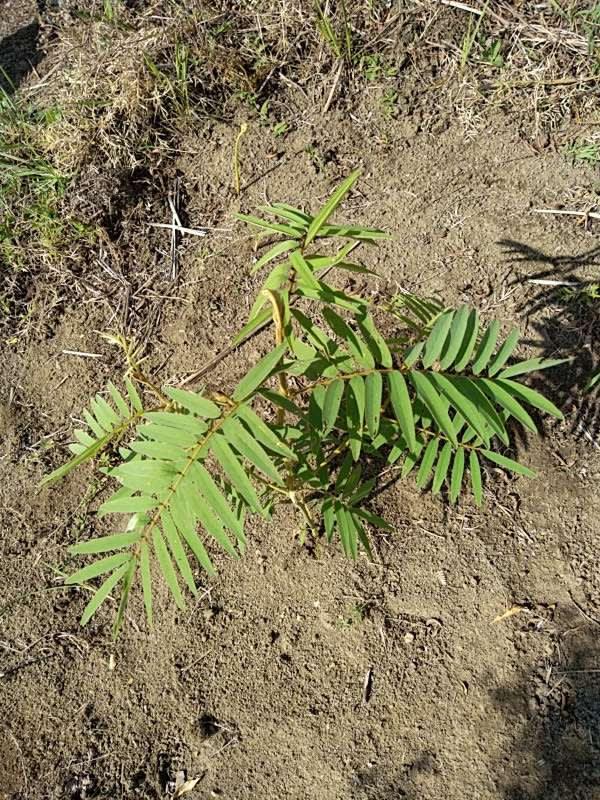 tree image