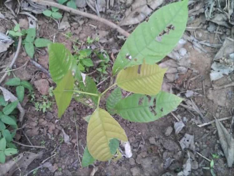 tree image