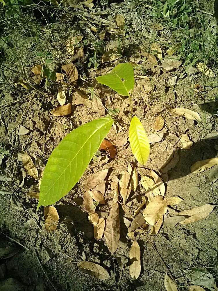 tree image