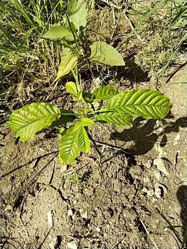 tree image