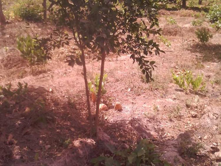 tree image