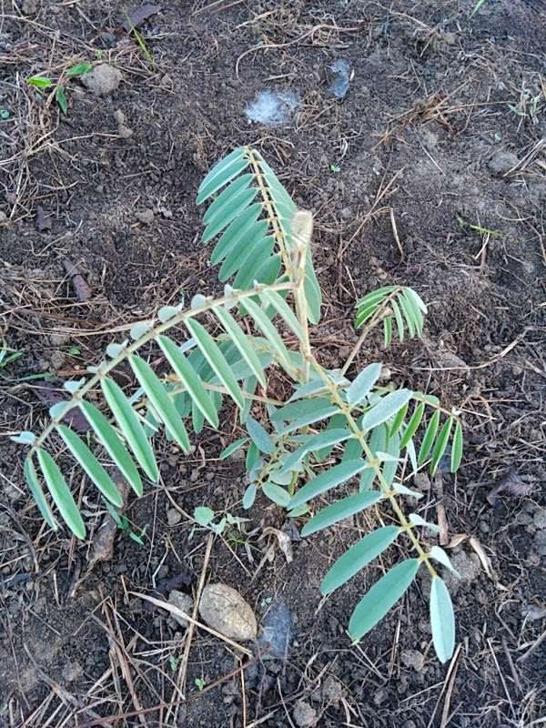tree image
