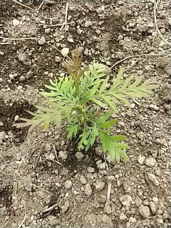 tree image