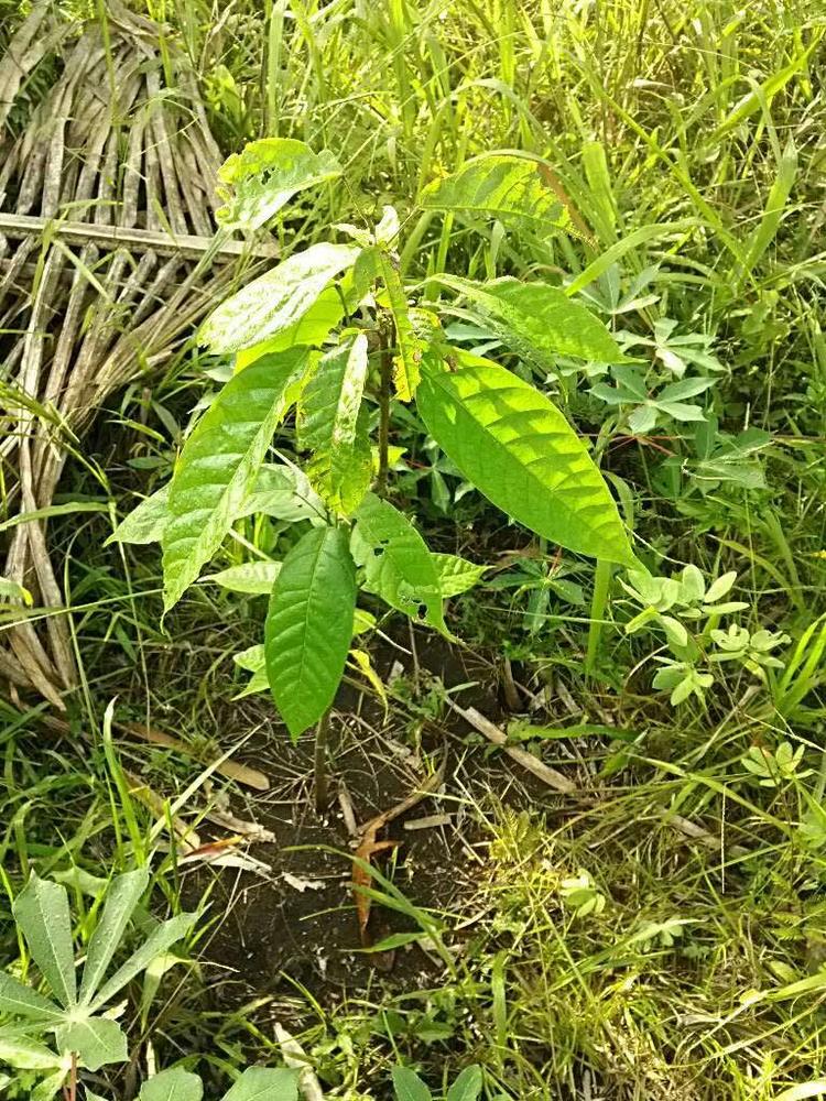 tree image