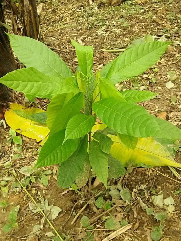 tree image