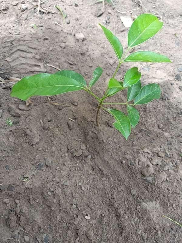 tree image