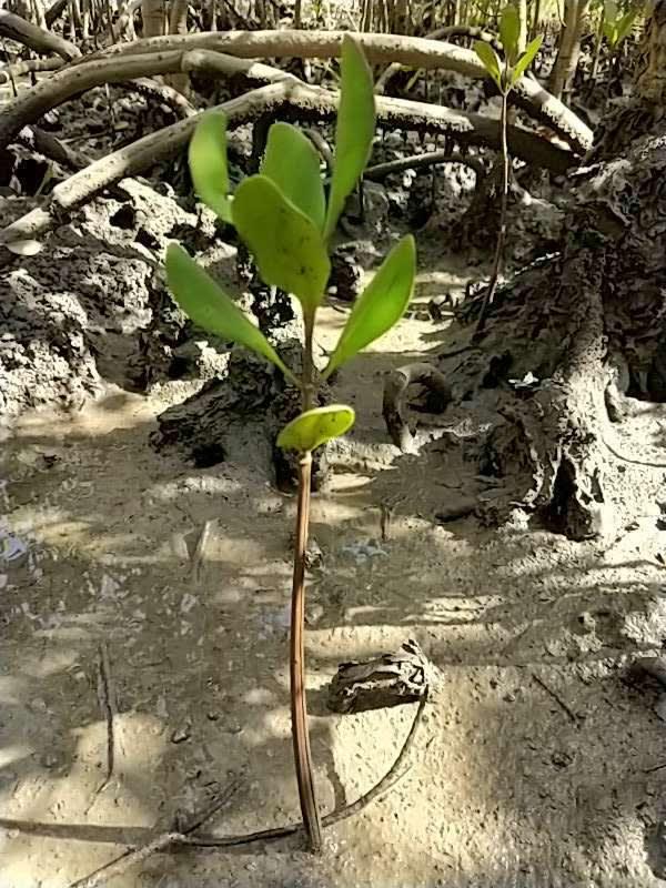 tree image
