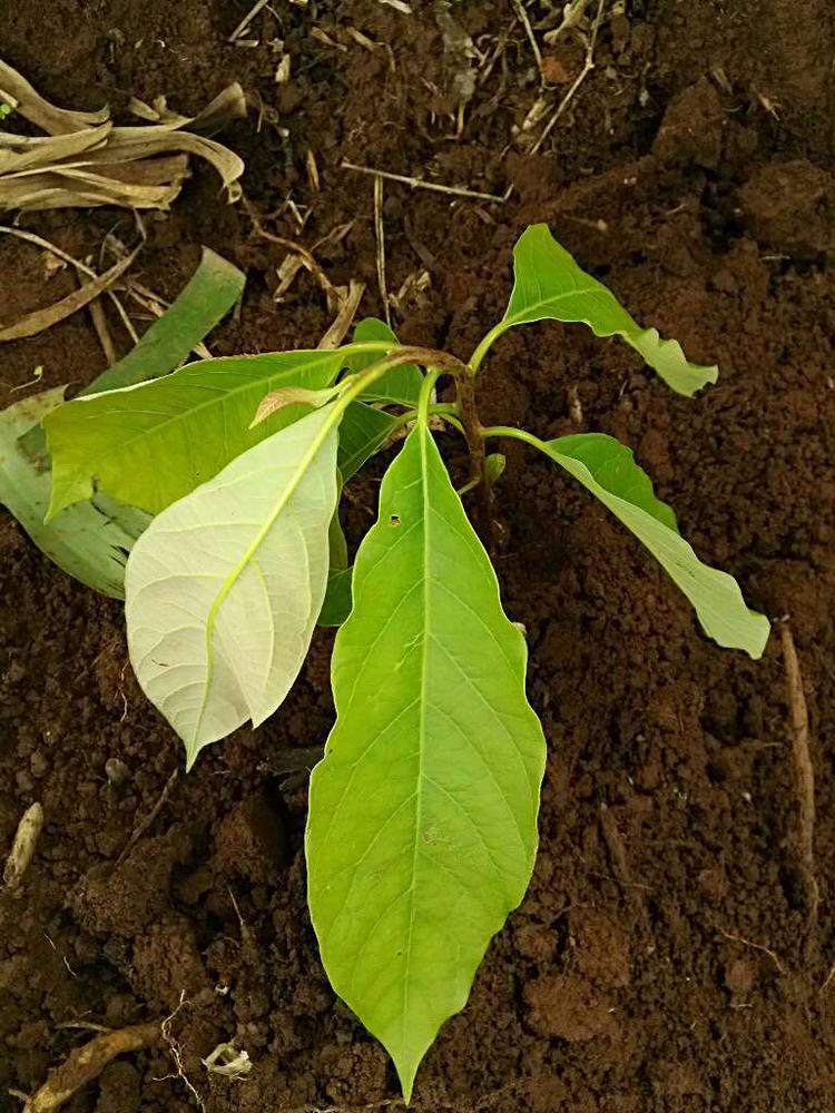 tree image