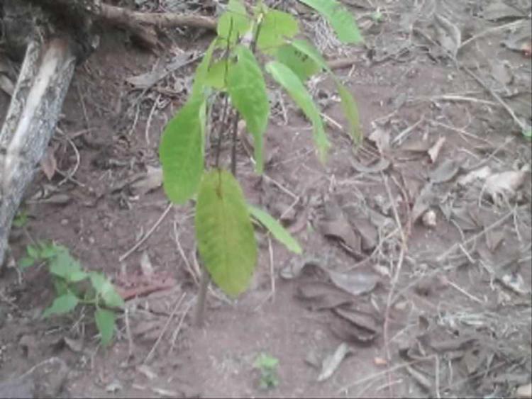 tree image