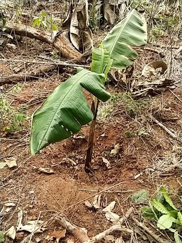 tree image