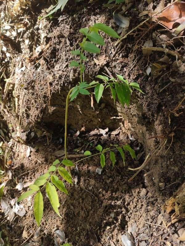tree image