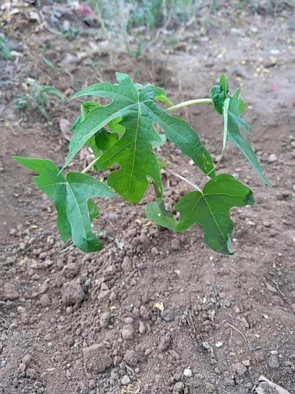 tree image