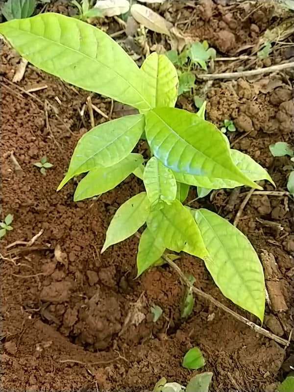 tree image