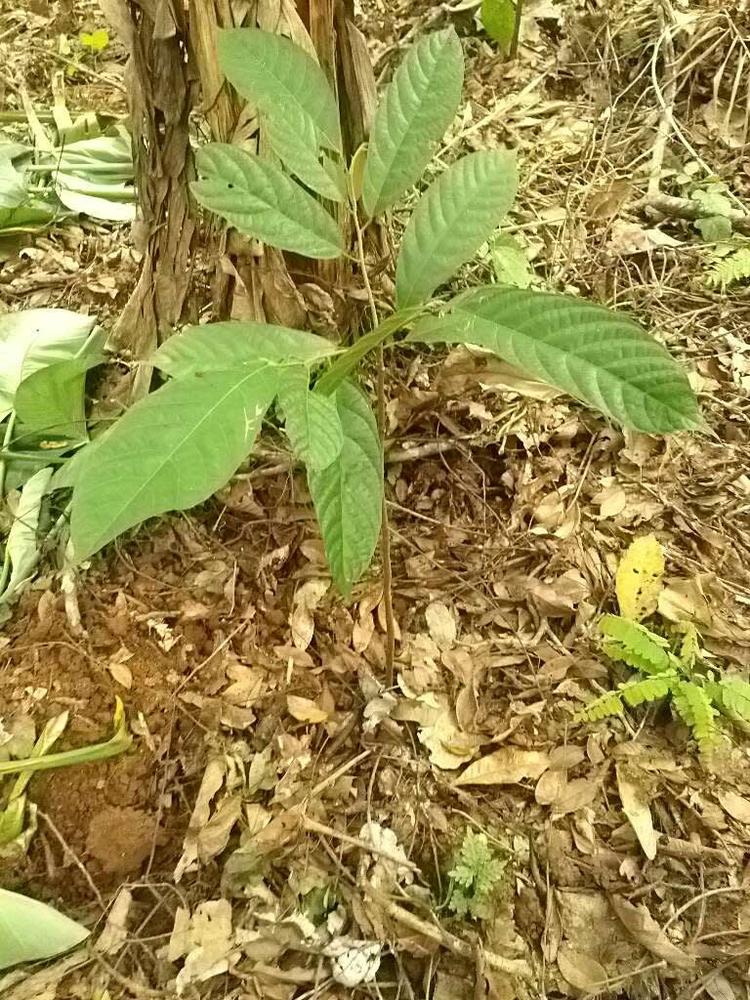 tree image