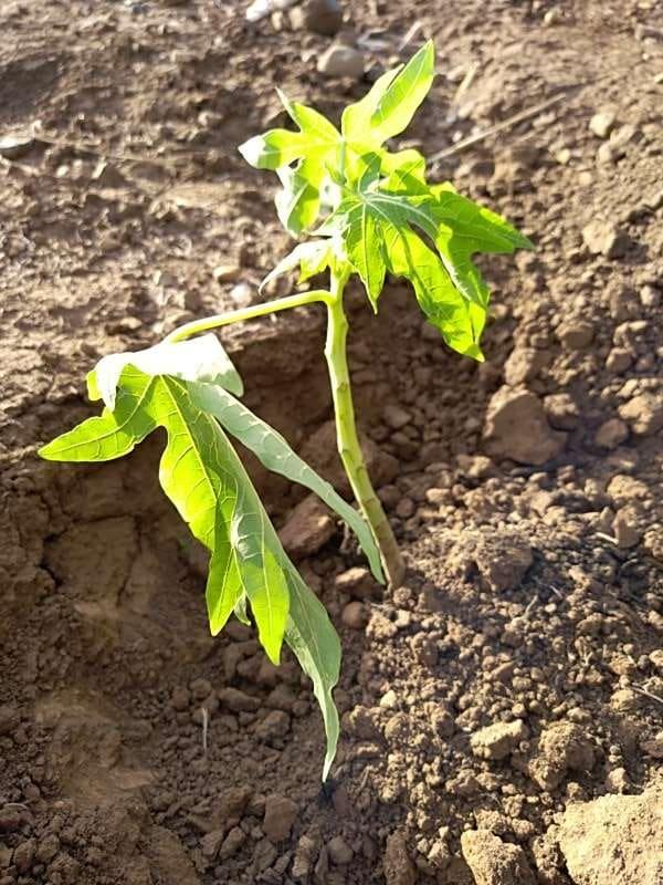 tree image