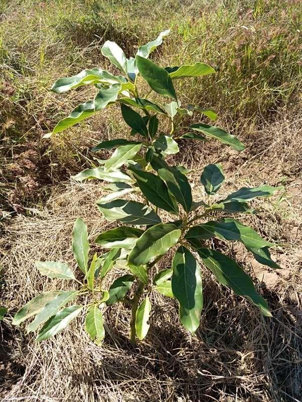 tree image