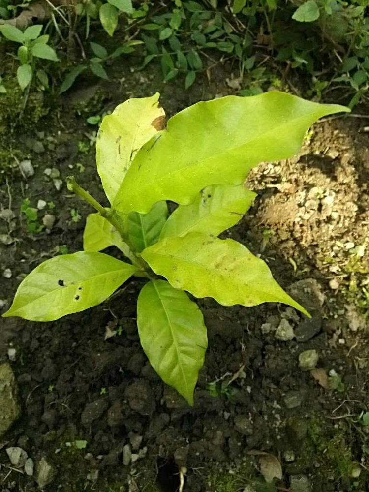 tree image