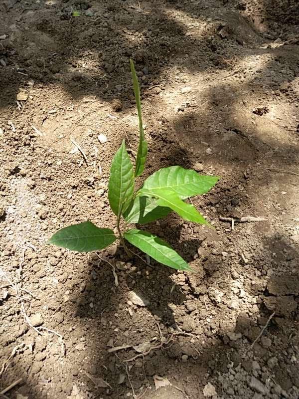 tree image