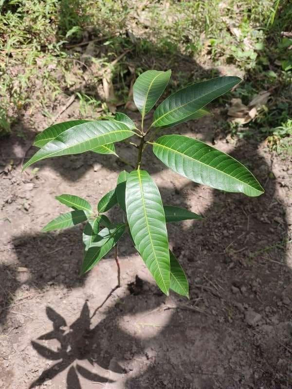 tree image