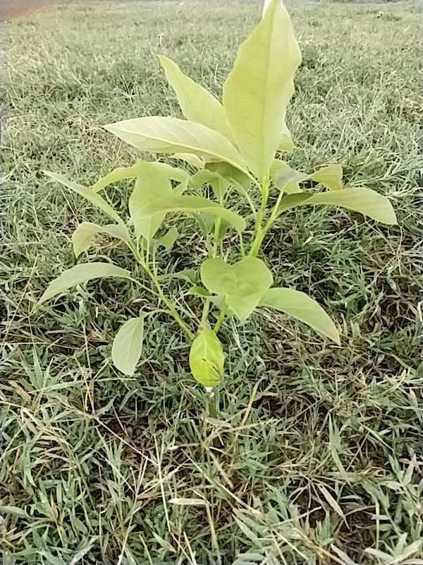 tree image