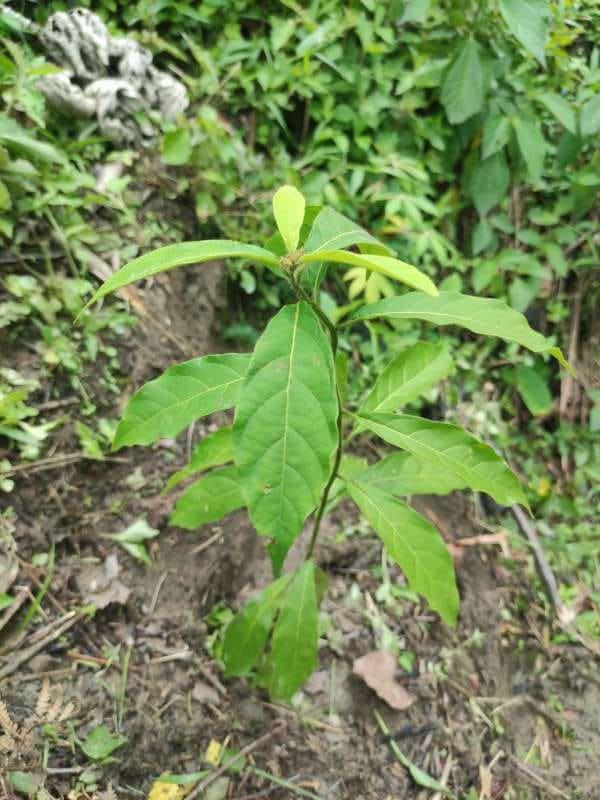 tree image