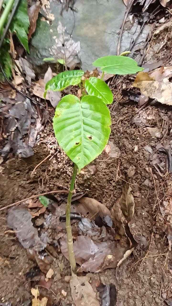 tree image