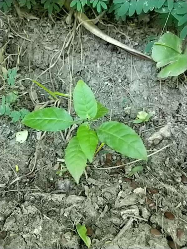 tree image