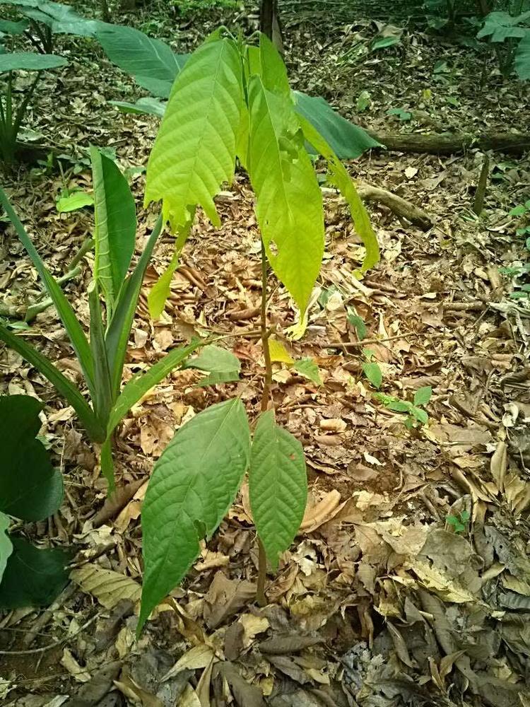 tree image