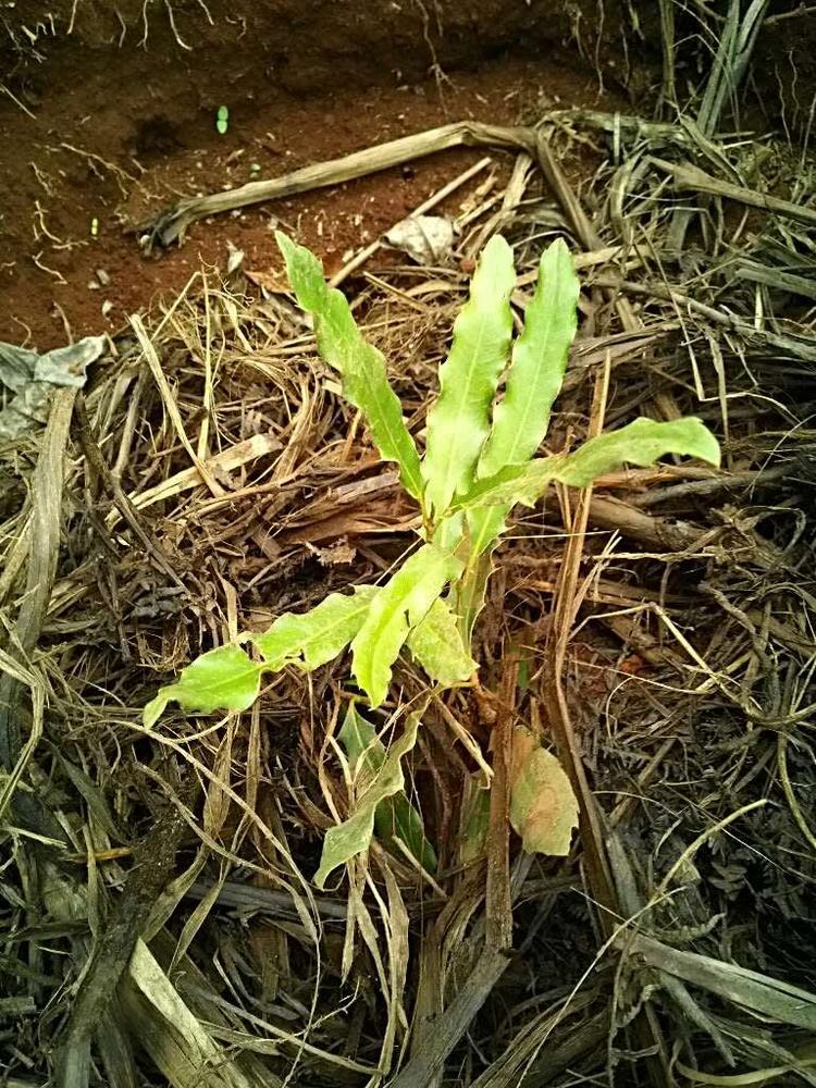 tree image