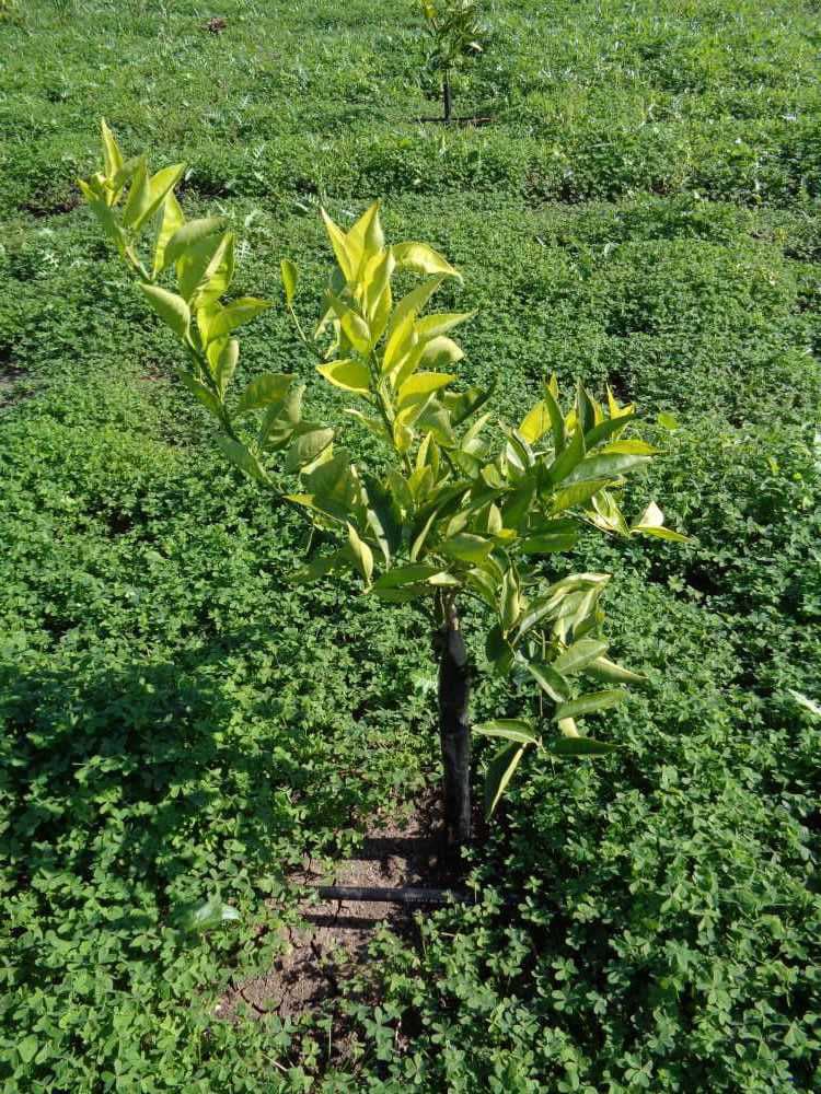 tree image