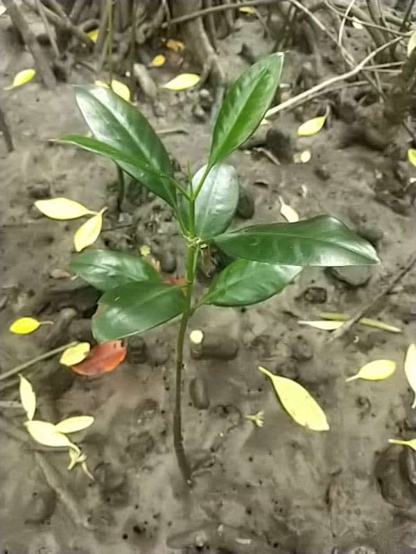 tree image