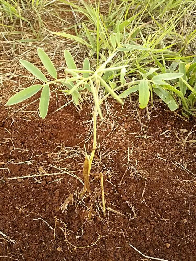 tree image