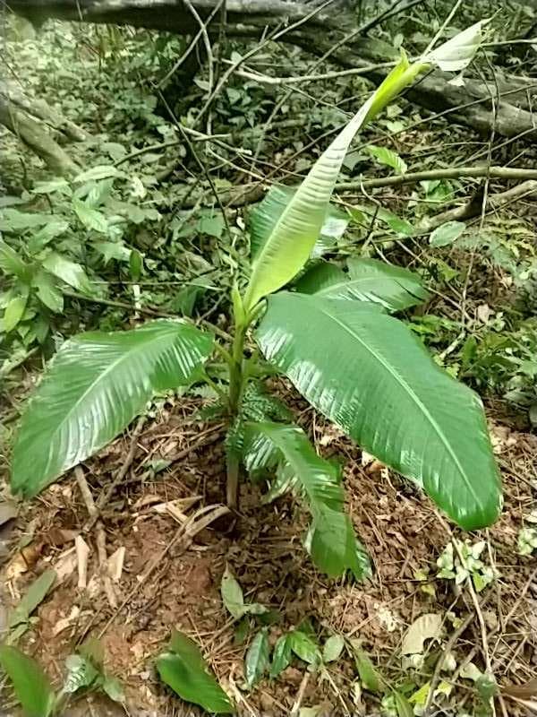 tree image