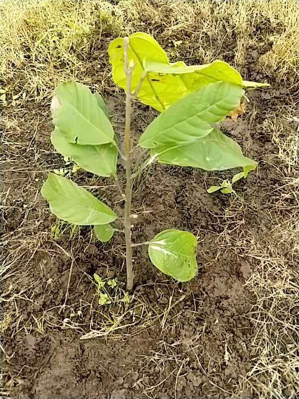 tree image