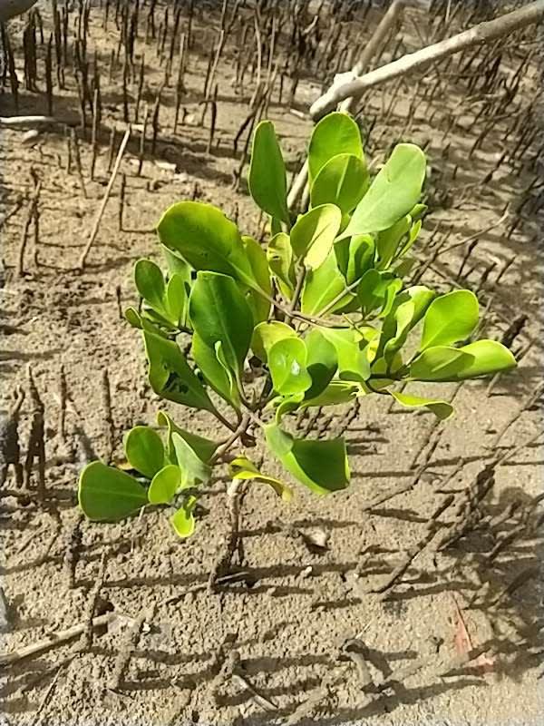 tree image