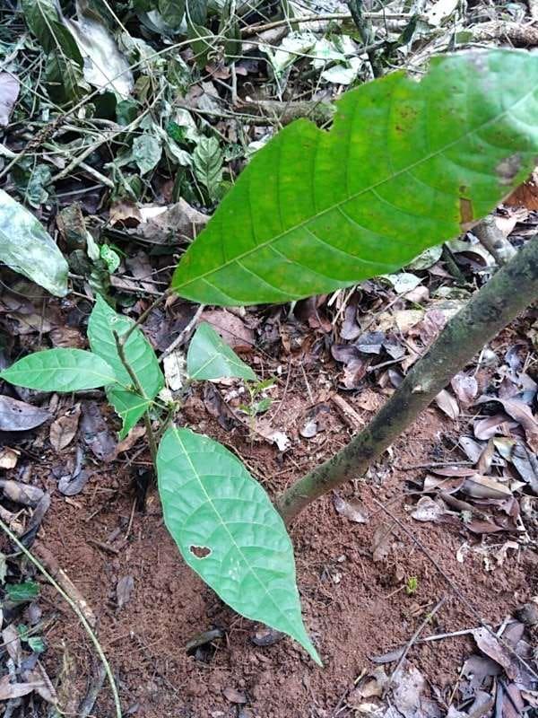 tree image